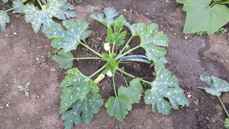 Verdi di Milano dwarf bush courgetter