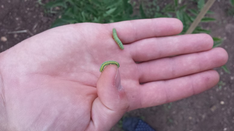 Pests??