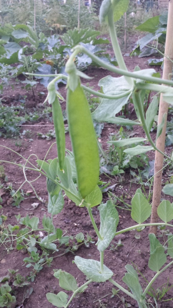 First mange tout peas!