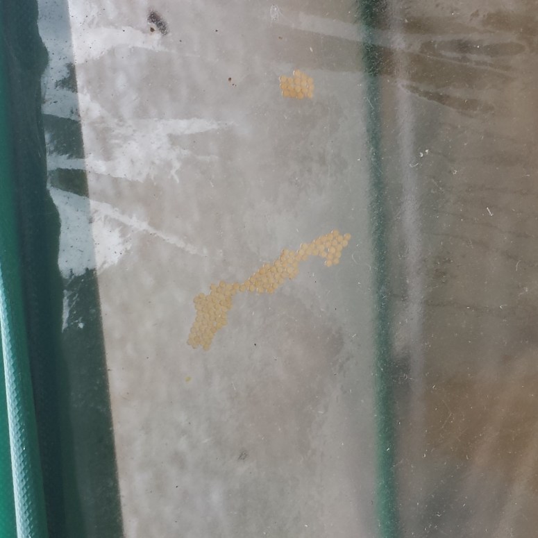 Mystery eggses. Caterpillar? Wasplet??