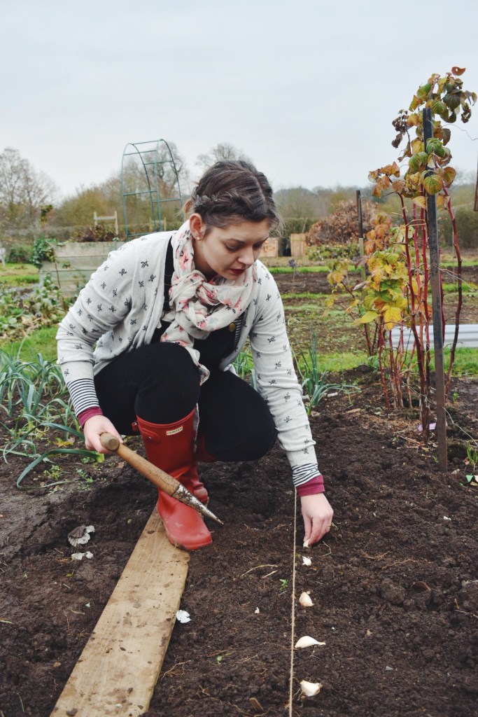Planting garlic is easy!