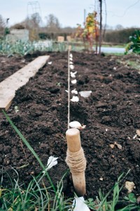 Planting garlic is easy!